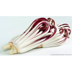 Radicchio Tardivo 500 Gr.