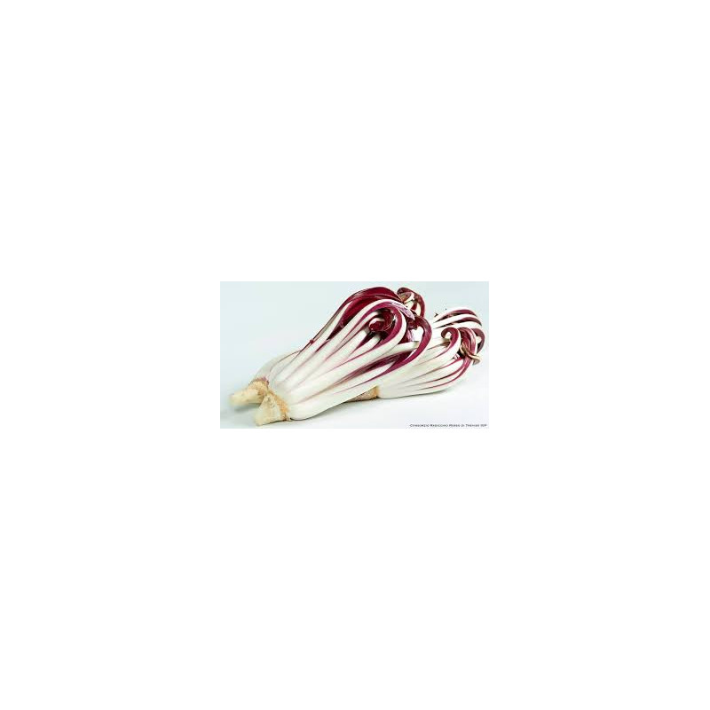 Radicchio Tardivo 500 Gr. Radicchio Tardivo 500 Gr.