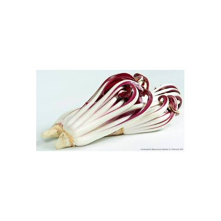 Radicchio Tardivo 500 Gr.