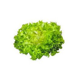 Scarola Riccia 1 Testa