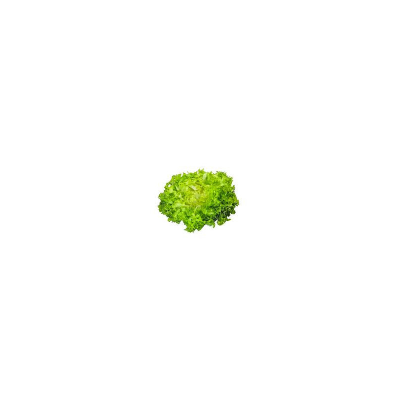 Scarola Riccia 1 Testa Scarola Riccia 1 Testa
