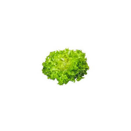 Scarola Riccia 1 Testa