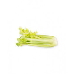 Sedano Bianco 1 Pezzo