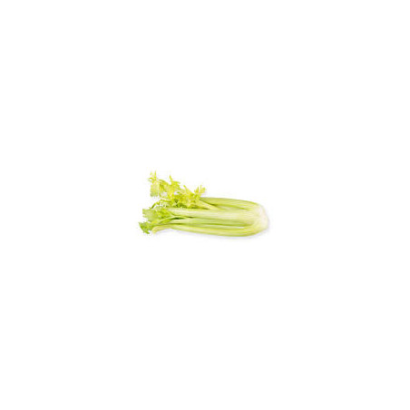 Sedano Bianco 1 Pezzo