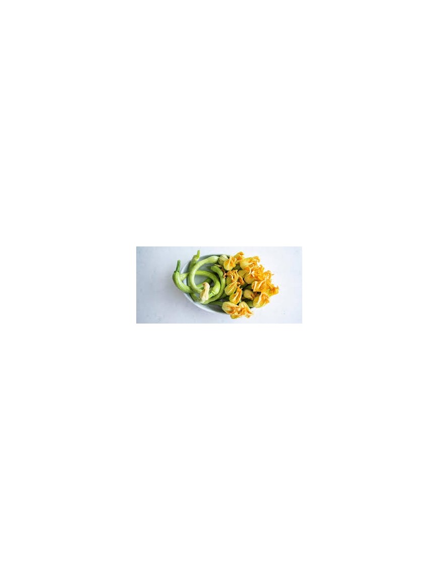 Zucchine Trombetta 500 Gr.