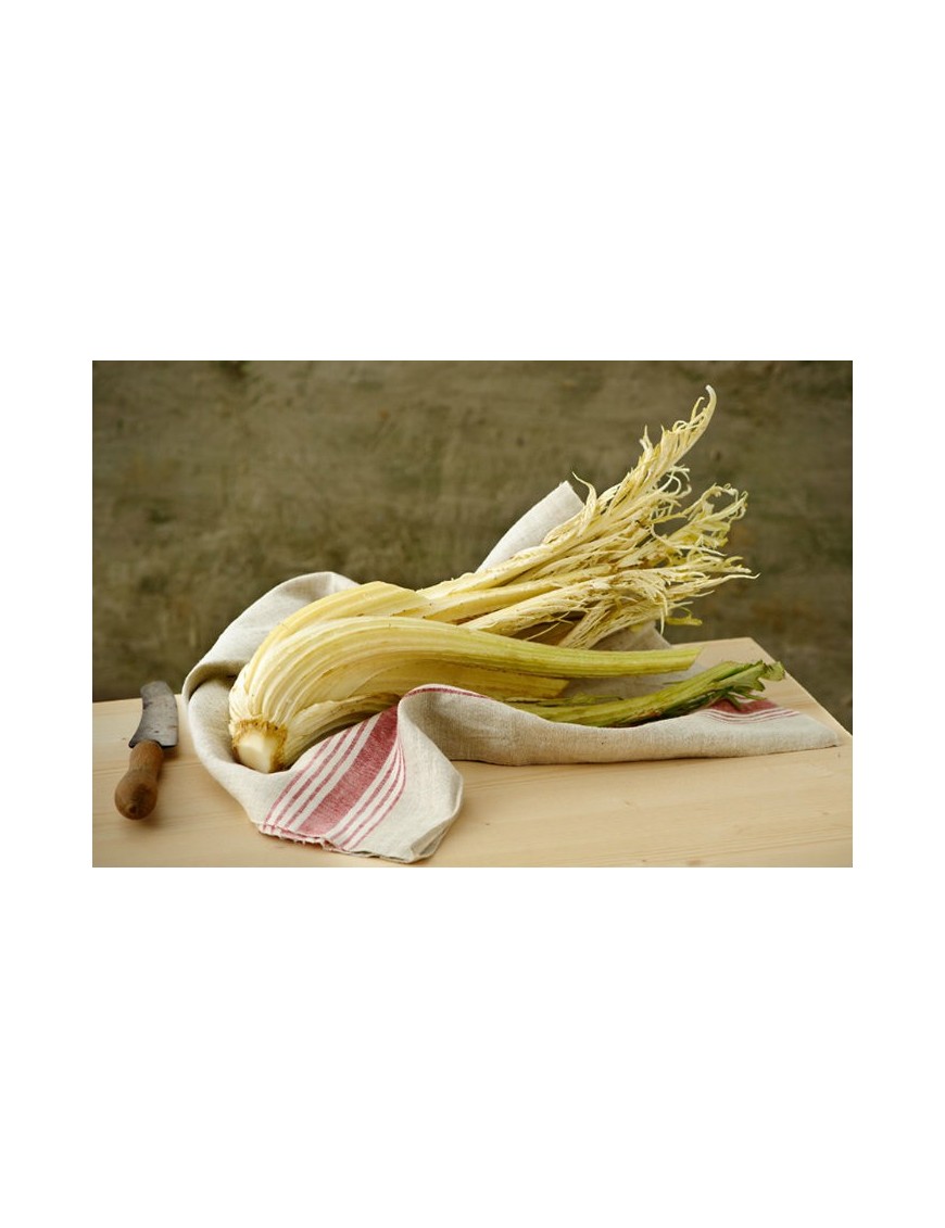 Cardo Gobbo 1 Kg