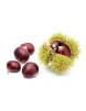 Castagne 1 Kg