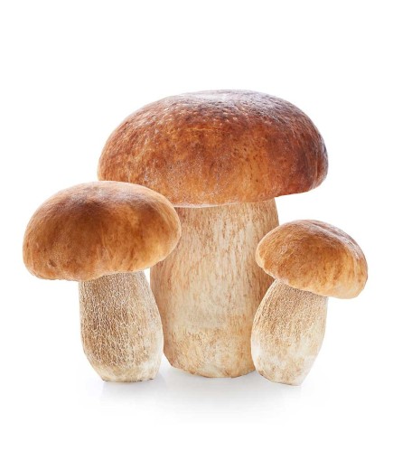 Funghi Porcini 500 Gr.
